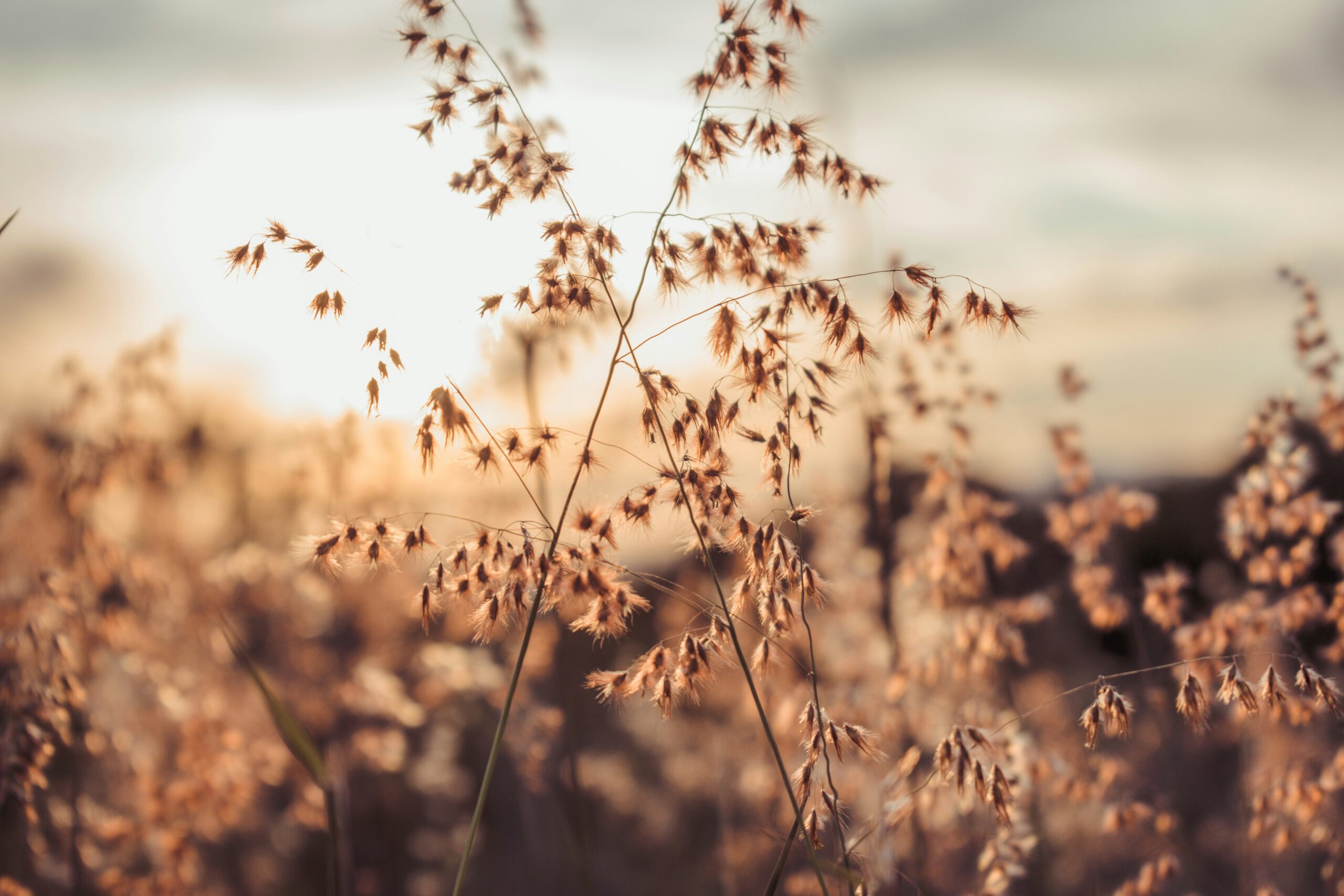 Atemreise: Beambreath®